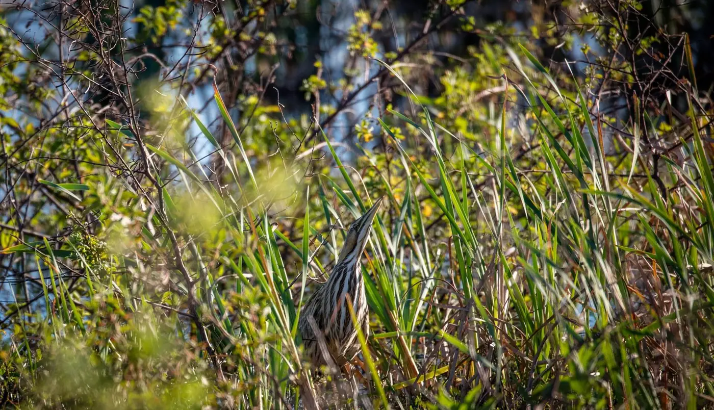 Lake Apopka's north shore with marsh and open water under a wide sky