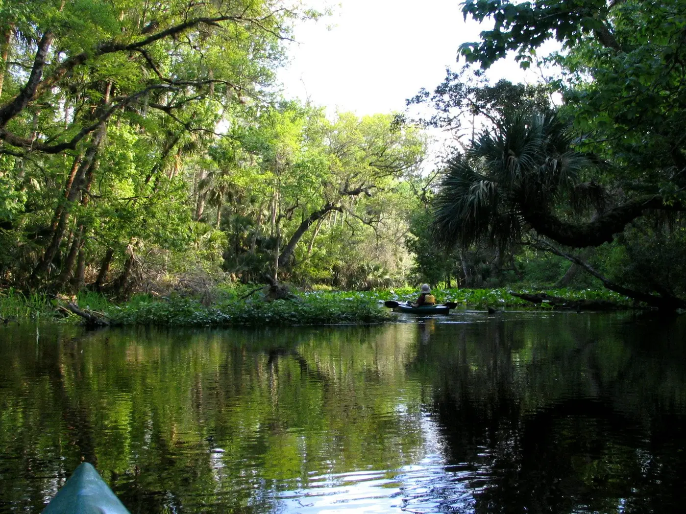 Wekiwa Run, a clear stream lined with trees and vegetation